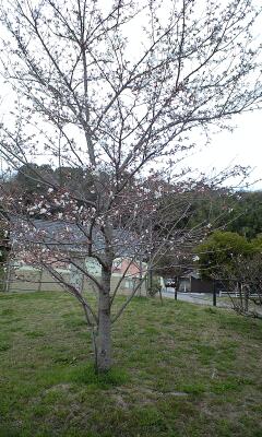 3月31日　桜